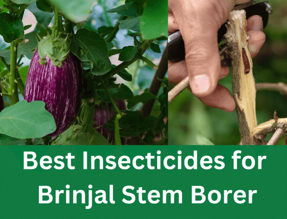 Insecticides for stem borers